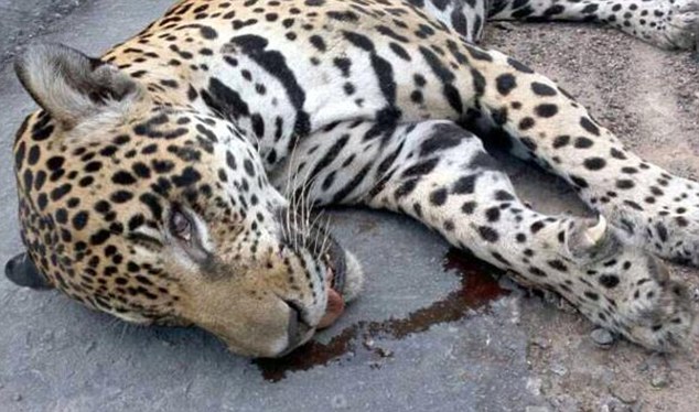 Brazil-army-Olympic-mascot-jaguar-shot-dead-